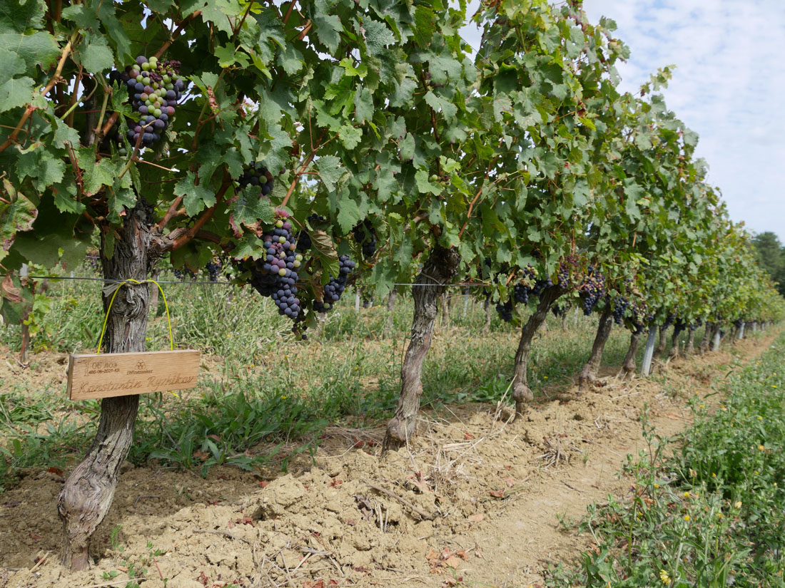 Виноградник на урожай